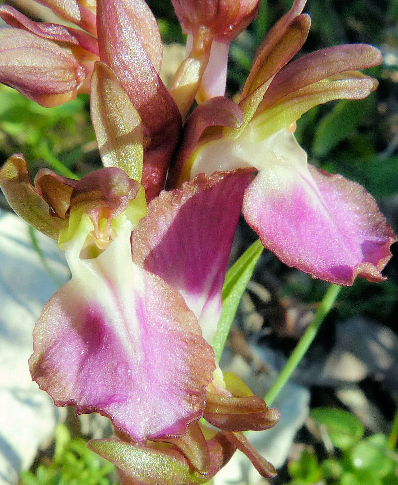 Anacamptis collina